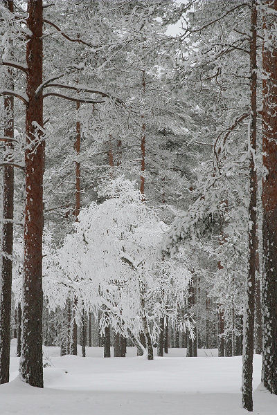 Klikkaamalla seuraava kuva